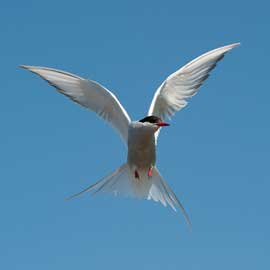 tern
