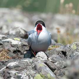 tern