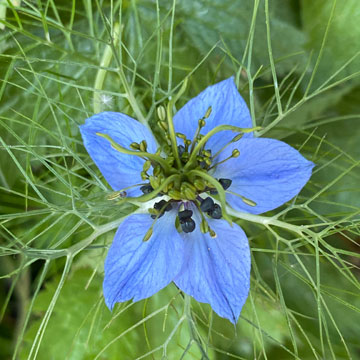 nigella