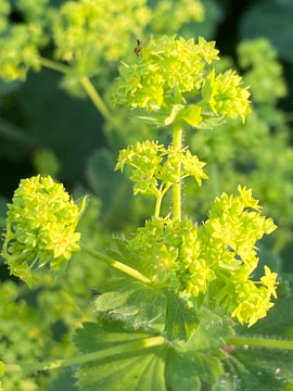lady's mantle