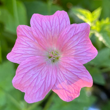 geranium