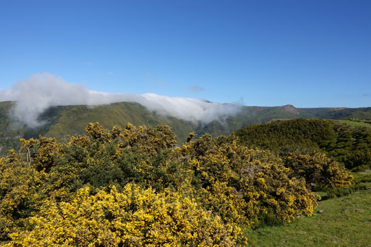 gorse 