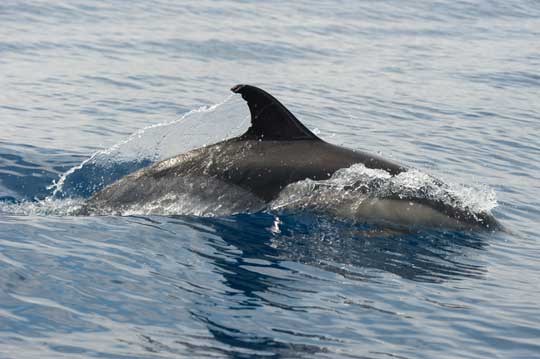 common dolphin