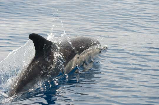 common dolphin