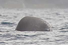sperm whale