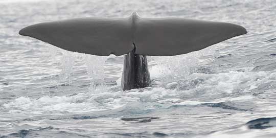 sperm whale