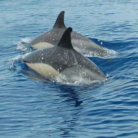 common dolphin