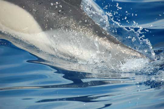 common dolphin
