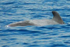 pilot whale