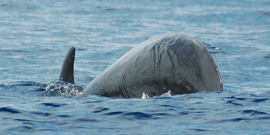 pilot whale