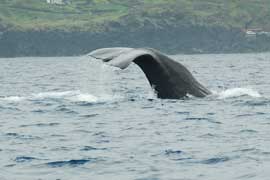 sperm whale