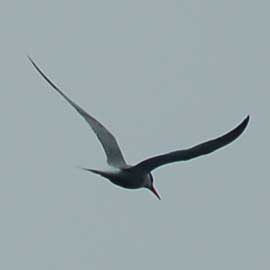 tern