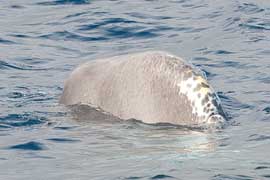 sperm whale