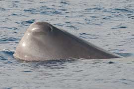 sperk whale