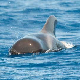 dolpin
