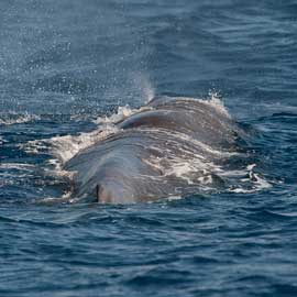 sperm whale