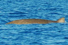 beaked whale