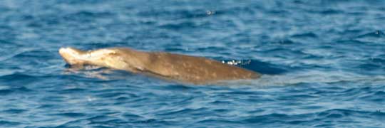 beaked whale