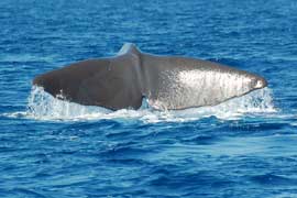 sperm whale