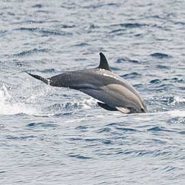 dolphin