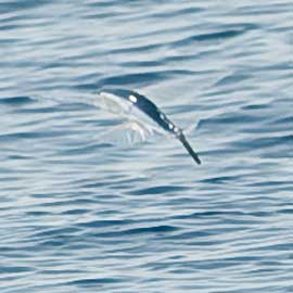 flying fish