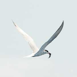 tern
