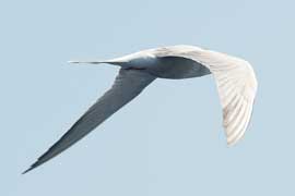 tern