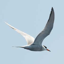 tern