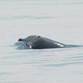 beaked whale