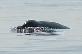 beaked whale