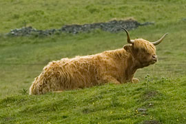 Highland cow