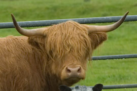 highland cow
