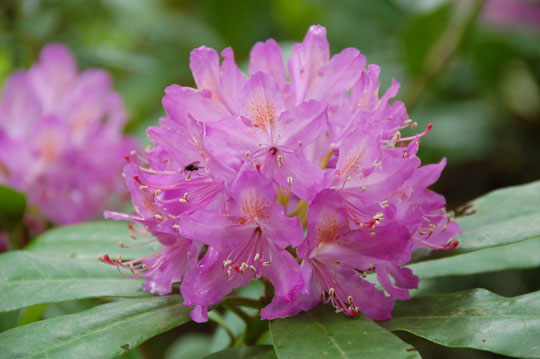 rhodedendron