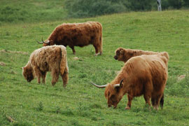 highland cows