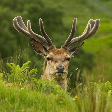 stag