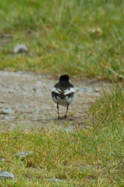 wagtail