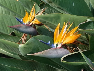 bird of paradise