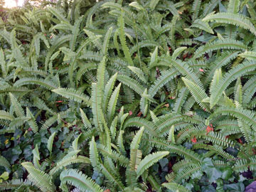 fern