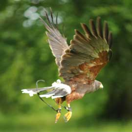 harris hawk