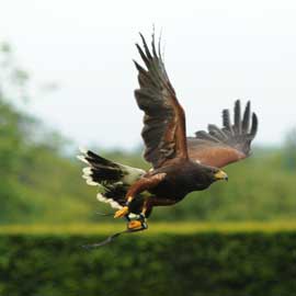 harris hawk