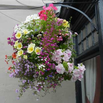 hanging basket