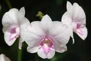 orchid