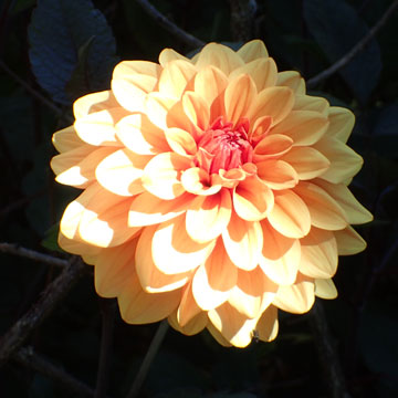 dahlia