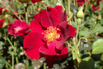 red flower