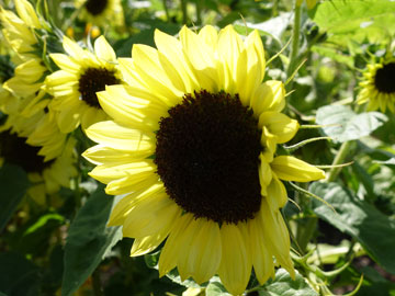 sunflower