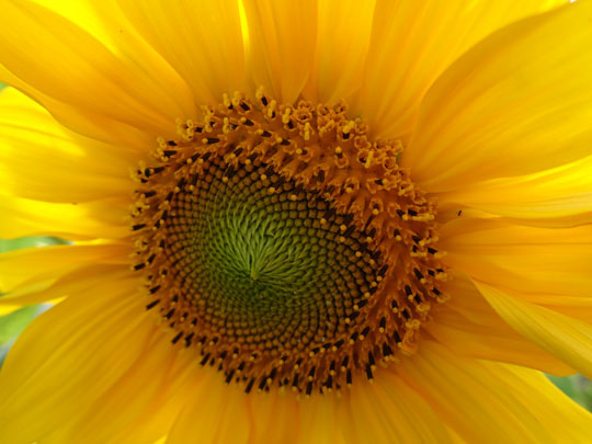 sunflower