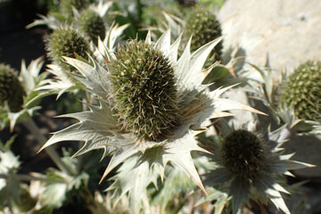 thistle