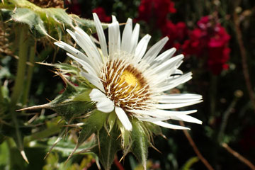 white flower