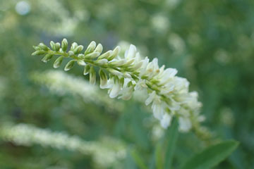 white flower