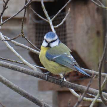 bluetit